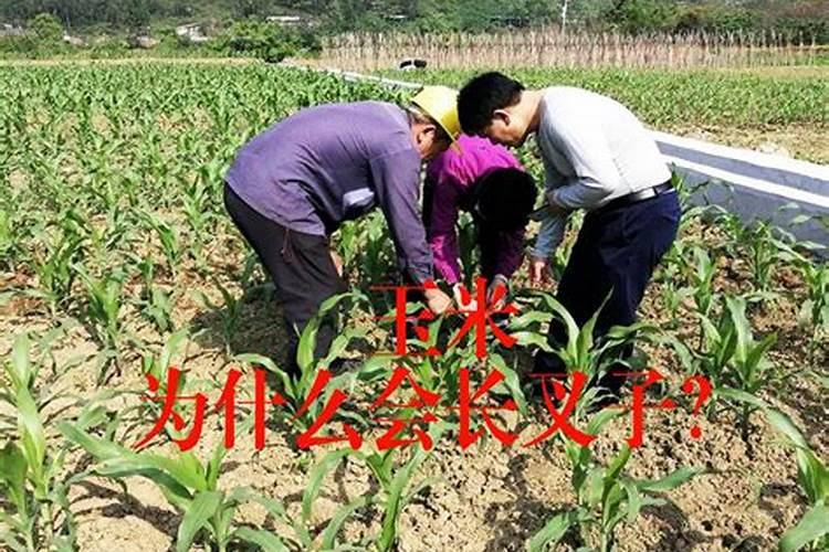 中艺禾田教育集团怎么样