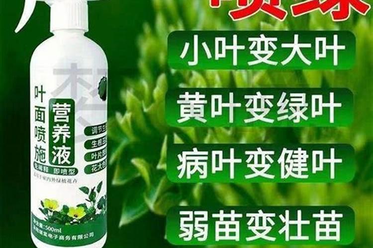 枇杷可以吃皮吗