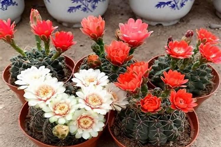 绯花玉施什么肥最好
