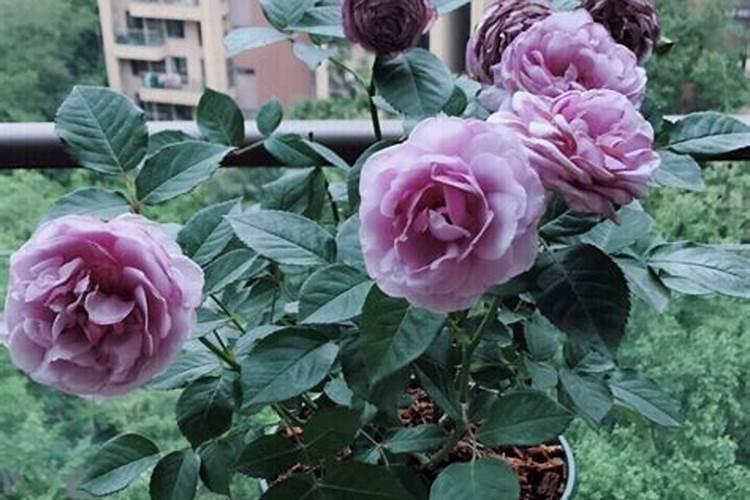 月季花怎么种才好