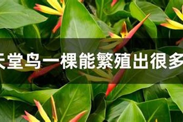 天堂鸟如何养,才能长的旺开花多？