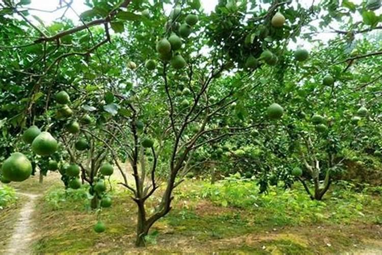 柚子树施什么肥料最好