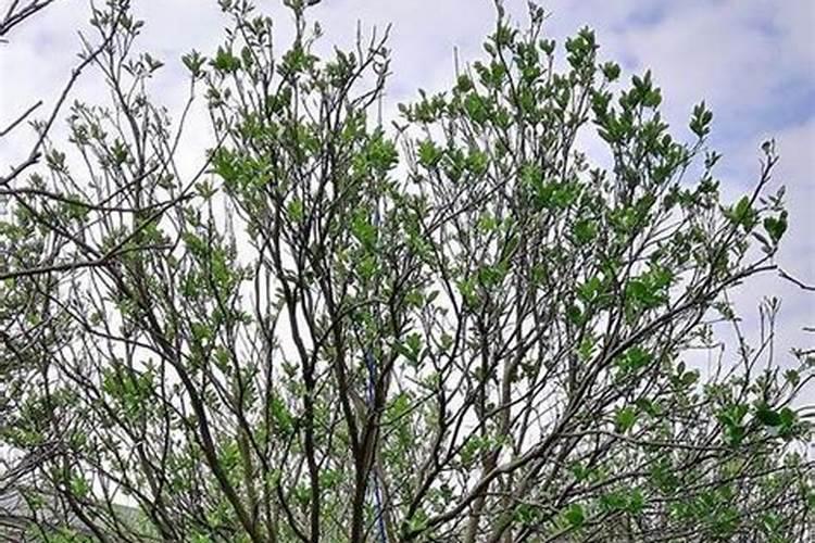 柚子树最忌三种肥料