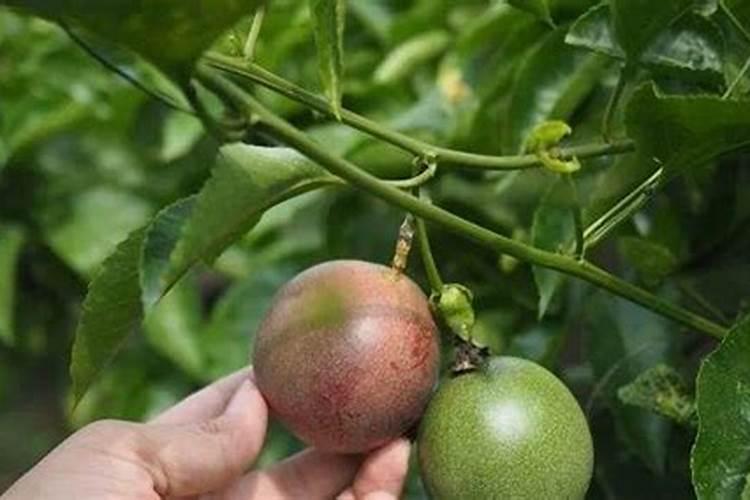 百香果挂果期施什么肥(百香果开花结果了要施什么肥)