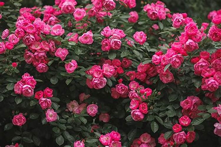月季花修剪后施什么肥
