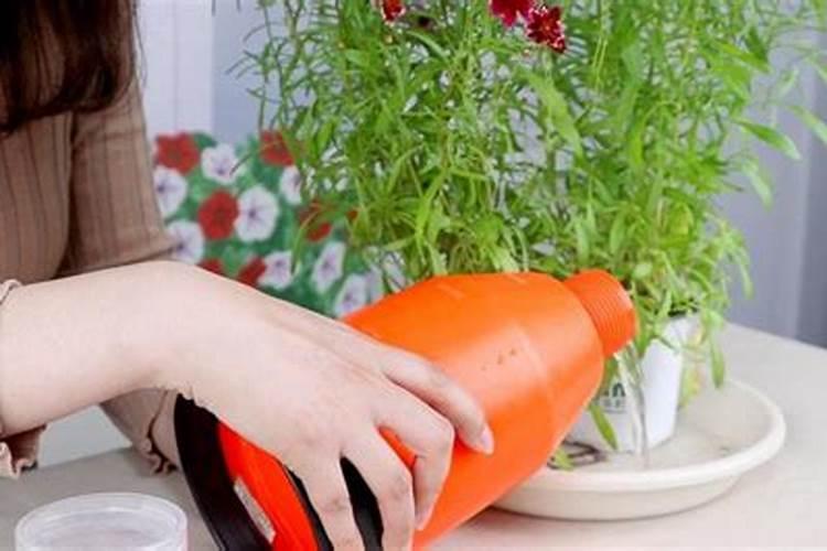 四季菊为什么不开花了,掌握四个要点让四季菊花开满盆