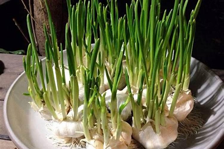 请问大蒜浇头水什么时间用什么含量的肥料好谢谢