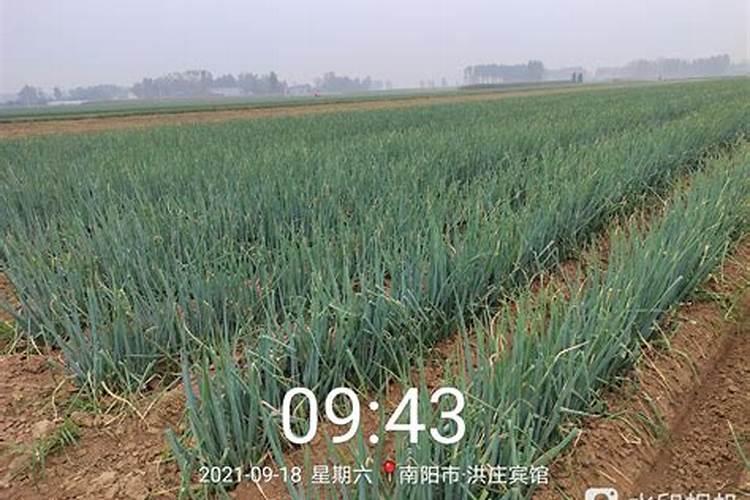 种植大葱什么时候施肥效果好？大葱在什么时期就要施肥呢？