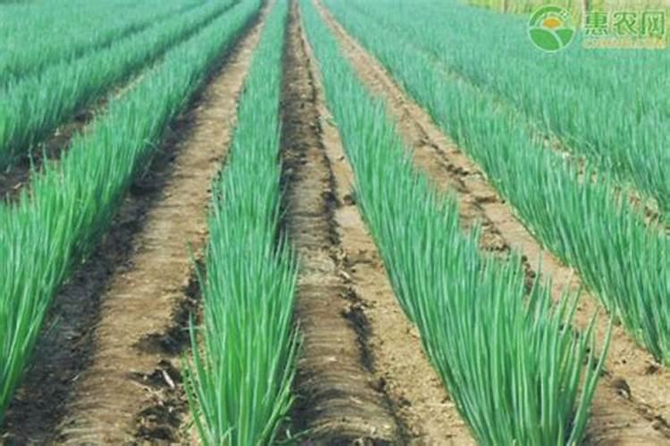 广东什么时候种葱头最合适