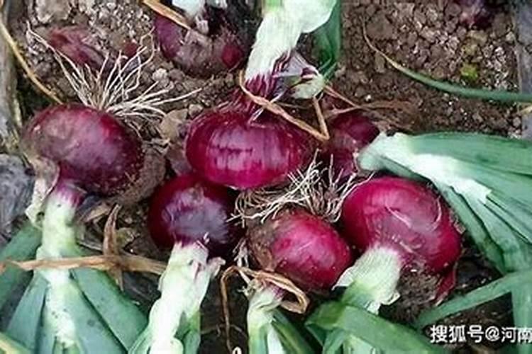 洋葱种植膨果期间用肥料