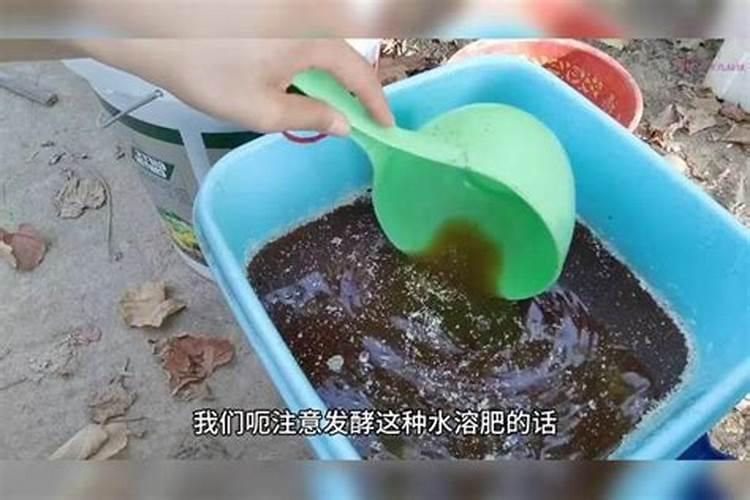 香叶树零下几度会冻死？