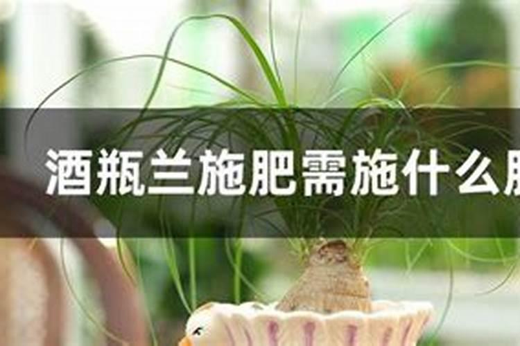 酒瓶兰施什么肥,有机肥促进根部生长