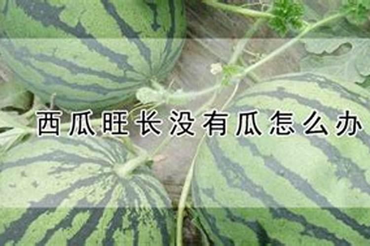 西瓜长势过旺怎样处理