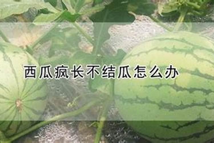 西瓜的吸肥特点、需肥规律及其平衡施肥技术