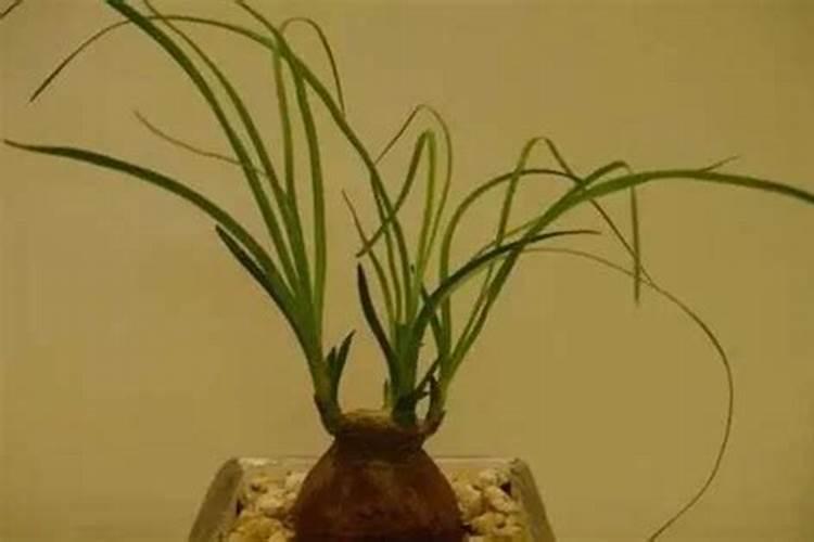 绿化树什么时候施肥合适 给绿化树施肥的时间