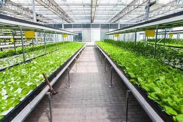 茶花怎么施肥啊