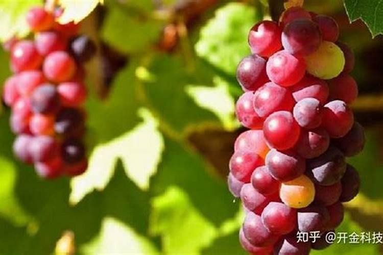 肥:果树喷施什么叶面肥,什么时候喷