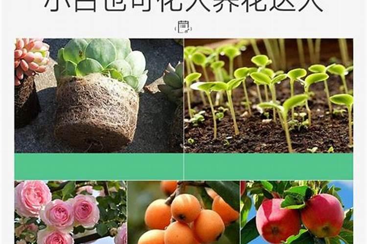 养花氮磷钾用什么比例最好、养花磷钾肥有哪些