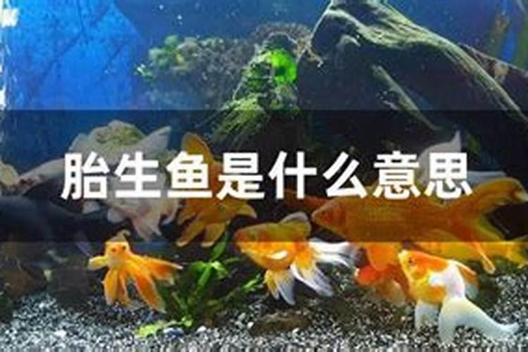 儿童是否可以吃鲍鱼
