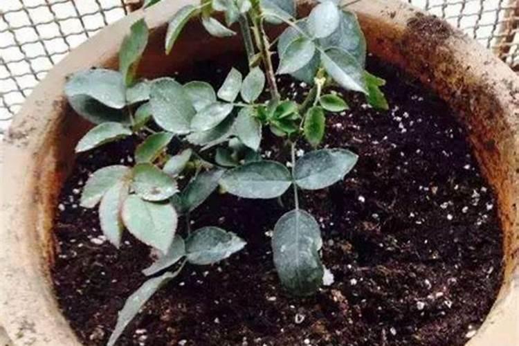 刚买的花换大盆了多久能施肥 新标题: 花的换盆和施肥周期是多久？