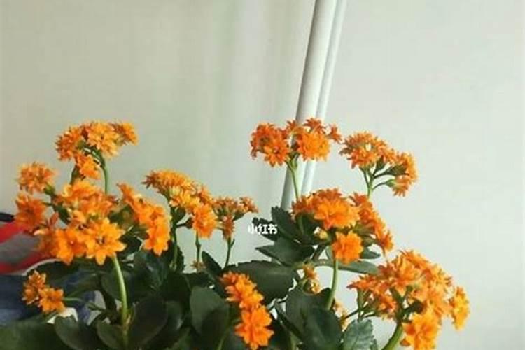 蝴蝶兰换盆后怎么施肥