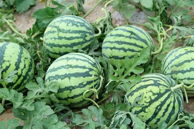 西瓜膨果用什么肥料好？