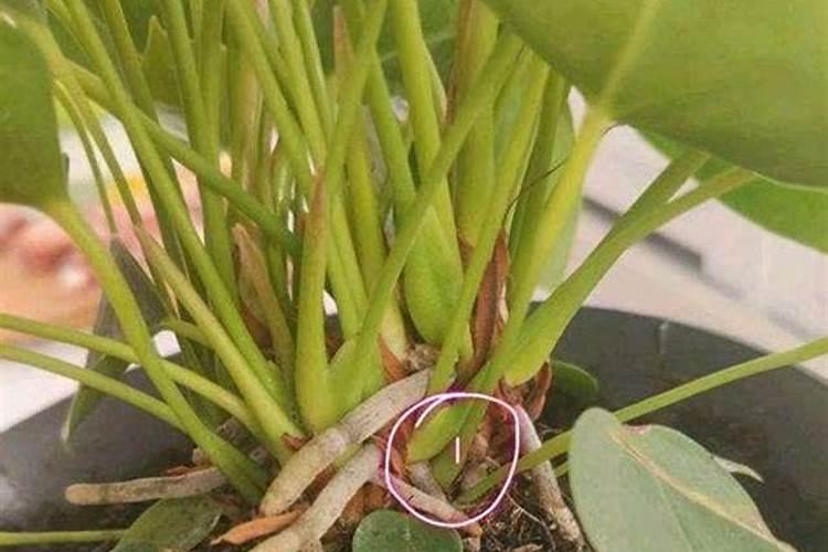 红掌施什么肥最好