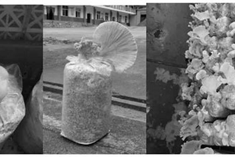 朱红硫磺菌ttys997是什么？有什么作用？