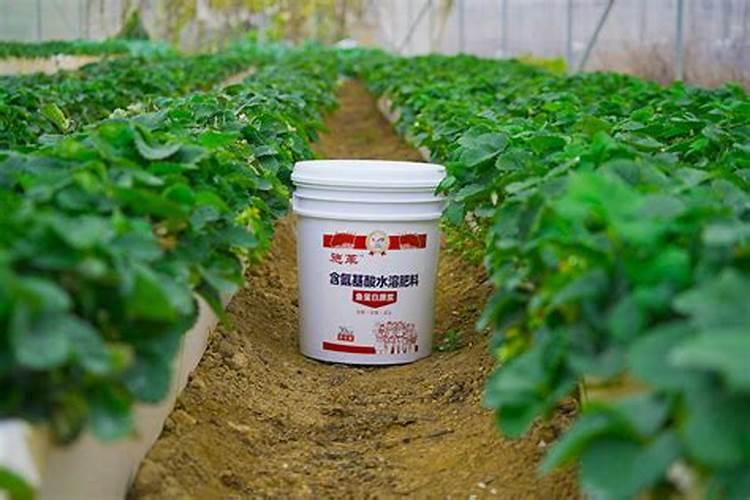 玉米种植为何建议一次性施肥？与传统施肥有区别吗？