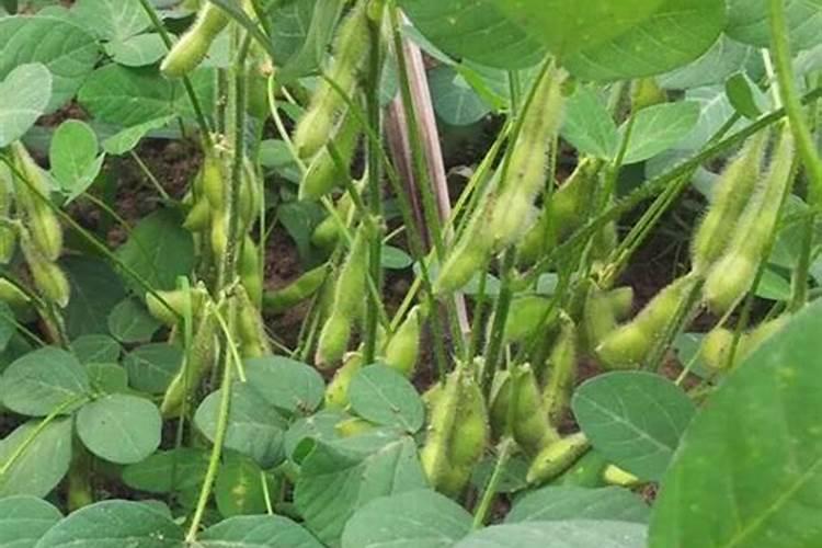 新鲜毛豆放冷库里为什么麻点