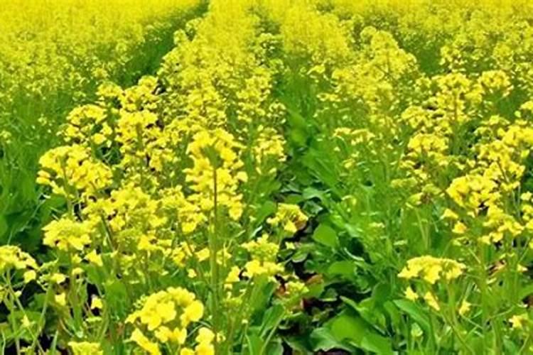 怎么让春油菜早抽台开花办法？
