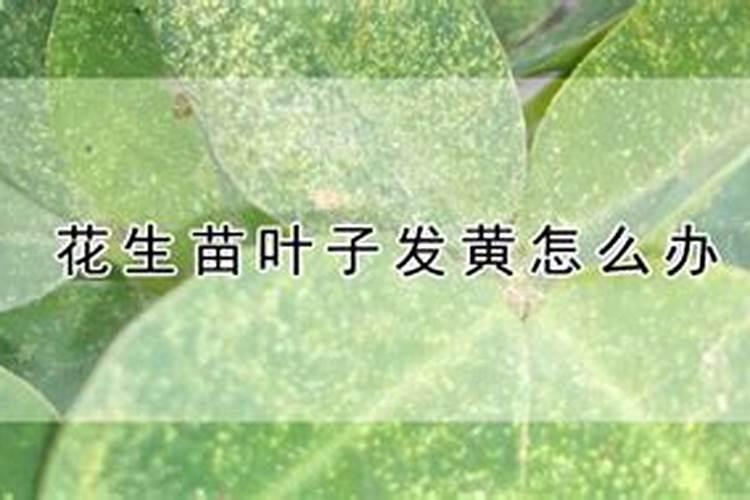 花生用什么叶面肥好 附种植方法
