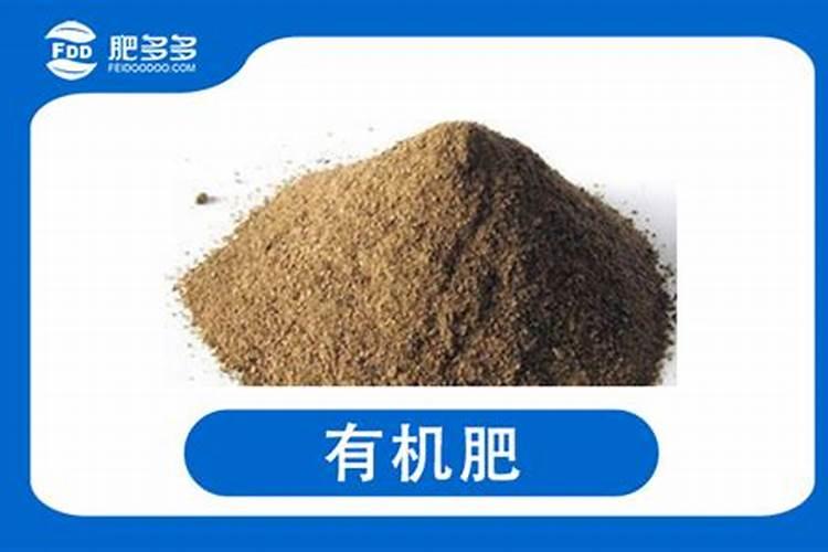 北美植物冬青(北美冬青的种植)