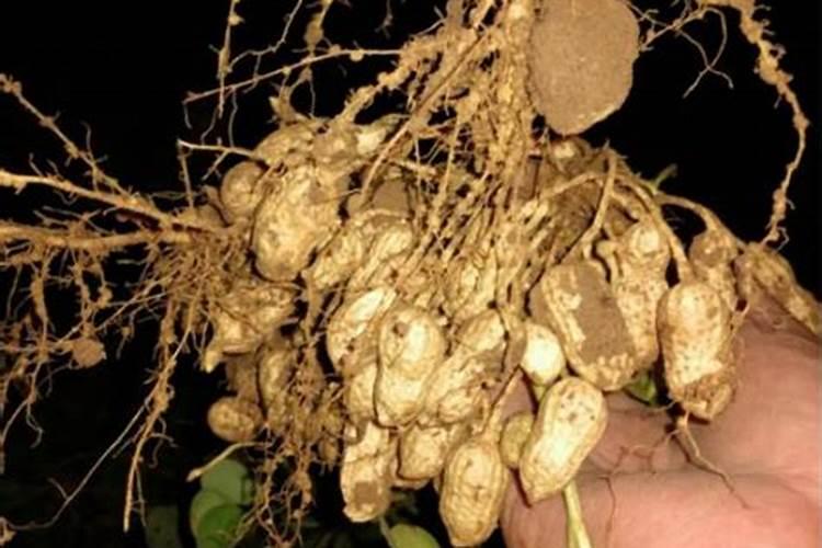 种大豆、花生等豆科植物,不需要多施氮肥,原因是( )A.土壤中氮肥较多B...