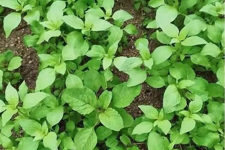 荆芥种植时间,种植方法,栽培技术,怎么施肥,病虫害