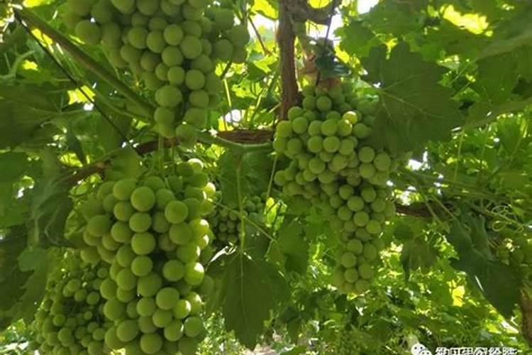 柑桔树开花期能叶面喷施24一表芸苔素内酯吗？
