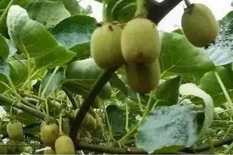 猕猴桃的施肥禁忌