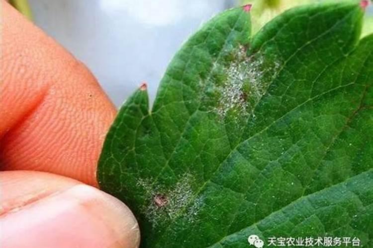 噻菌铜与什么不能混用