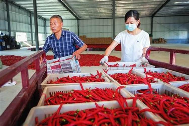 红线椒种在什么海拔最好？