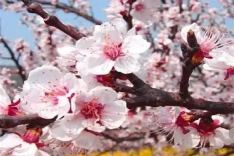 杏树要开花了可以用流体硼灌根吗