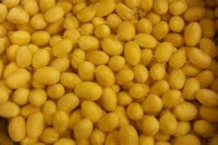 用发酵的泡黄豆水给黄瓜、芸豆施肥可以吗？