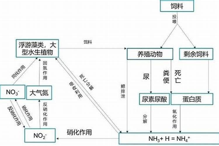水族箱中氨氮是如何产生的