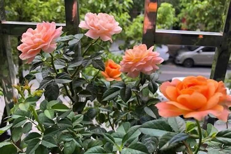 ...做花又大一圈!(7月如何养玉簪花才能开花又多又鲜艳？)