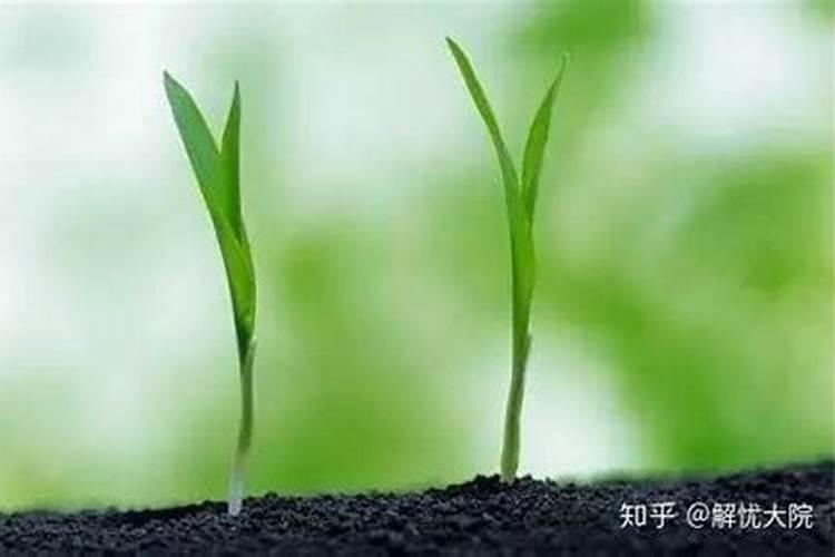 如何施用镁肥？