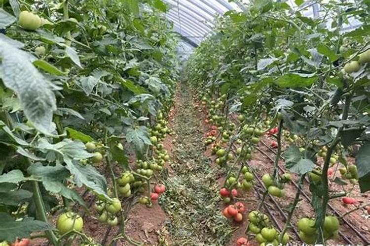 番茄载上十天灌根能用高磷肥灌溉吗？