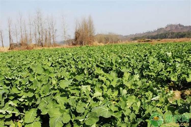 种植油菜为什么要施硼肥 油菜啥时候施硼肥好