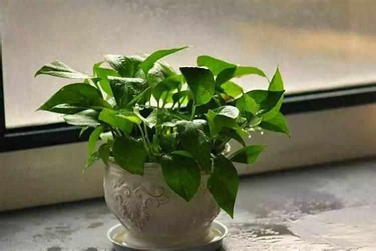 大棚芹菜中后期用什么肥料