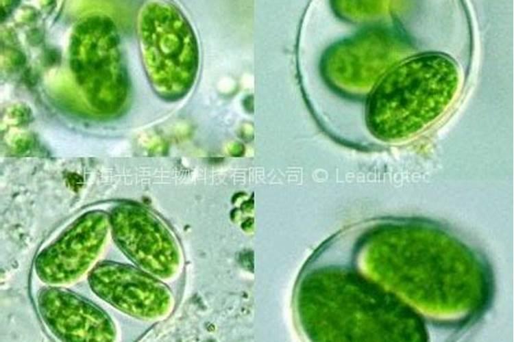 鲍鱼苗加什么做饲料好