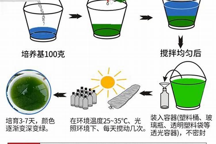 养泥鳅小球藻好还是卵囊藻好？