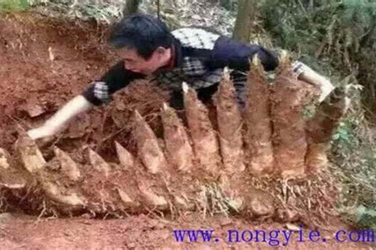 竹笋施什么肥料 竹笋施肥技术要点